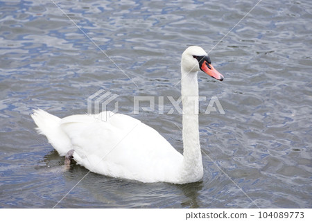 天鵝 104089773