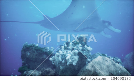 manta ray flies over a breathtaking underwater world of coral and marine life 104090183