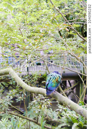 Green Dove in the woods 104090282