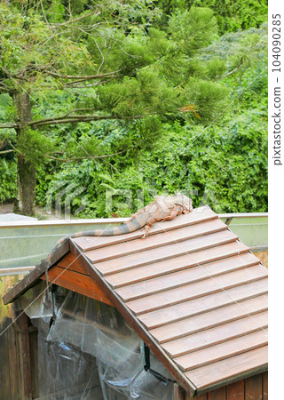 Red iguana resting on the roof 104090285