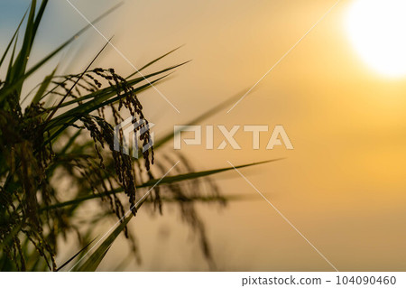 [Rice material] Rice in terraced rice fields in Nakano in the morning [Yamanashi Prefecture] 104090460