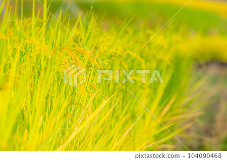 [Rice material] Rice in terraced rice fields in Nakano in the morning [Yamanashi Prefecture] 104090468
