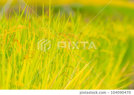 [Rice material] Rice in terraced rice fields in Nakano in the morning [Yamanashi Prefecture] 104090470