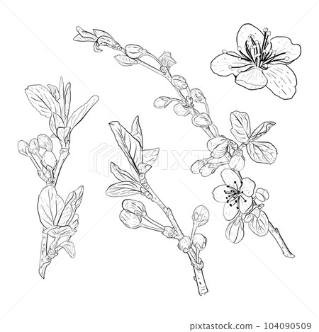 Vector illustration set of blooming branches and flowers of cherry, sakura, apple, plum, wild cherry plum, bird cherry. Realistic black outline of flowers, buds and leaves, graphic drawing for sticker Vector illustration set of blooming branches and flowers of cherry, sakura, apple, plum, wild cherry plum, bird cherry. Realistic black outline of flowers, buds and leaves, graphic drawing for sticker 104090509