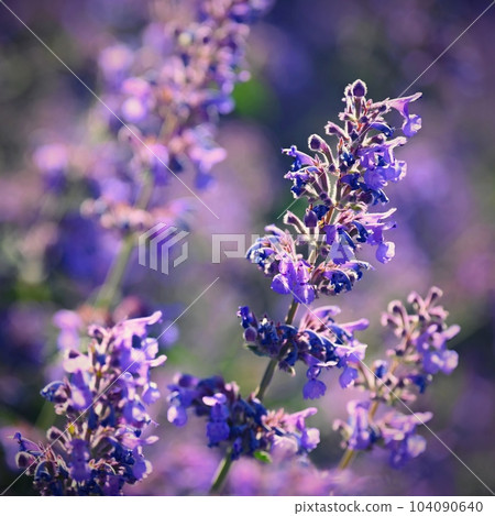 Lavender (Lavandula). Beautiful blooming purple flower - medicinal plant. Natural colorful background. Lavender (Lavandula). Beautiful blooming purple flower - medicinal plant. Natural colorful background. 104090640