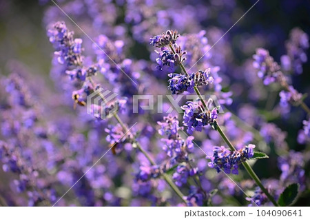 Lavender (Lavandula). Beautiful blooming purple flower - medicinal plant. Natural colorful background. Lavender (Lavandula). Beautiful blooming purple flower - medicinal plant. Natural colorful background. 104090641