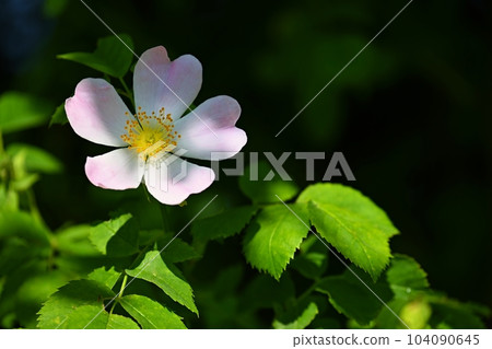 A beautifully blooming rosehip bush. A healthy plant used in folk medicine and alternative medicine. (Rosa canina) 104090645