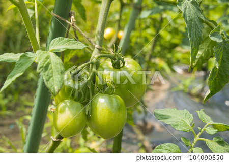 Green tomato Green tomato 104090850