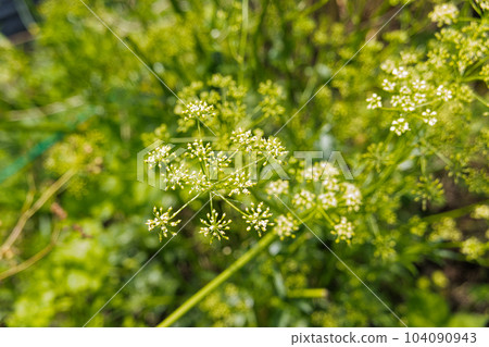 意大利歐芹花 意大利歐芹花 104090943
