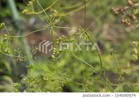香菜種子 香菜種子 104090974