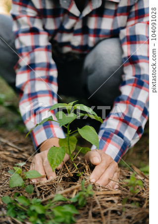 Hands holding and caring a green young plant. Care about environment. in sun light.. Hands holding and caring a green young plant. Care about environment. in sun light.. 104091028