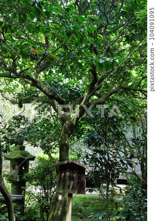 世界遺產京都龍安寺岩庭侘助椿 104091095