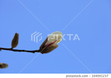 玉蘭玉蘭花蕾和藍天 104091237