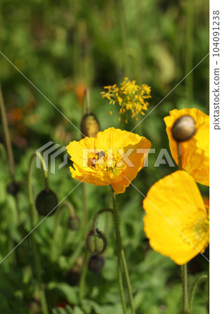 黃色罌粟花和蜜蜂 104091238