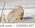 Usagi in Okunojima 104091307