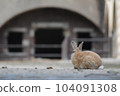 Former military facilities and rabbits on Okunoshima 104091308