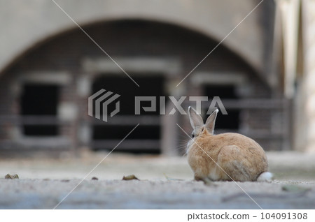 Former military facilities and rabbits on Okunoshima Former military facilities and rabbits on Okunoshima 104091308