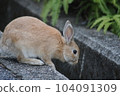 Usagi in Okunojima 104091309