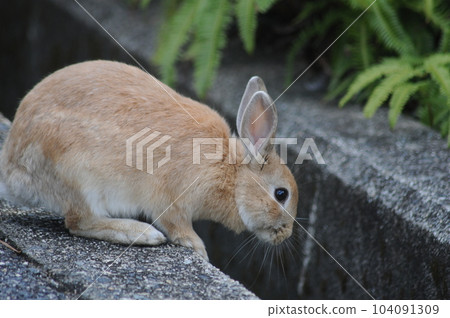 Usagi in Okunojima Usagi in Okunojima 104091309