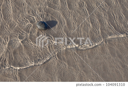 Small stone in the water on the beach, mimalistic scenery. Copy space. Small stone in the water on the beach, mimalistic scenery. Copy space. 104091310