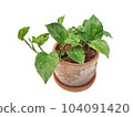 Epipremnum aureum in clay pot isolated on white background with copy space 104091420