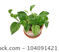Epipremnum aureum in clay pot isolated on white background with copy space 104091421