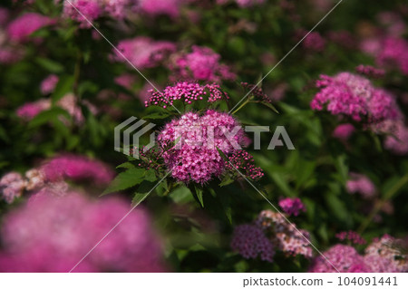 Hanianhime Shrine where Spirea Grass is in full bloom 104091441