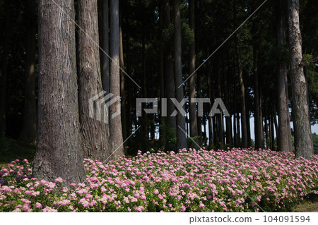 繡線菊盛開的花年姬神社 104091594