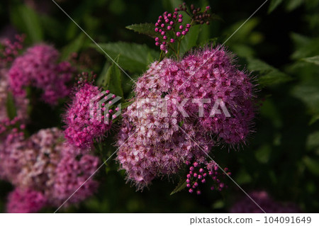 Hanianhime Shrine where Spirea Grass is in full bloom 104091649