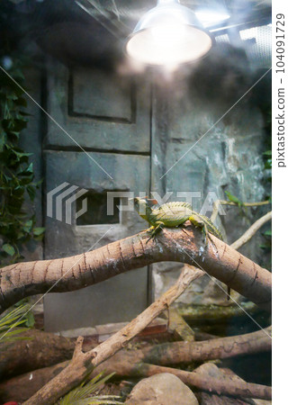 雙脊冠蜥,蜥蜴 104091729