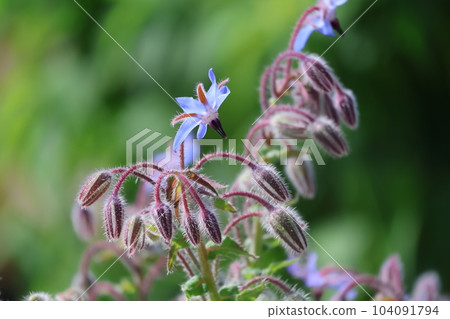 A close-up view of a borage flower called borage with buds and blue petals 104091794