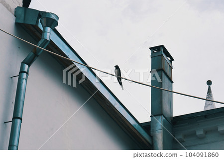 Swallow sitting on an electric wire against the background of the roof 104091860