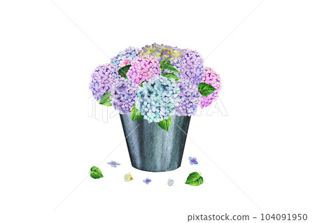 Watercolor illustration of a beautiful hydrangea bouquet in a gift box 104091950