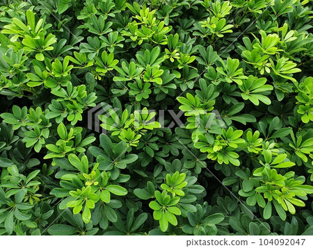 background, foliage, green 104092047
