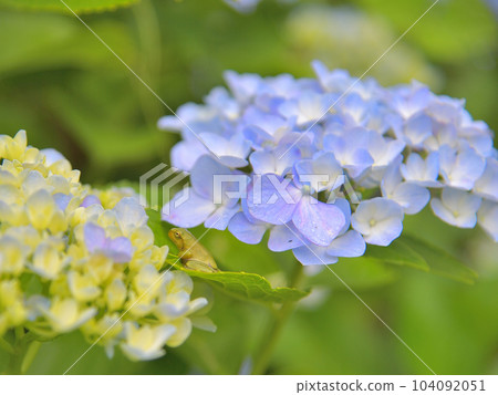 繡球花和青蛙 繡球花和青蛙 104092051