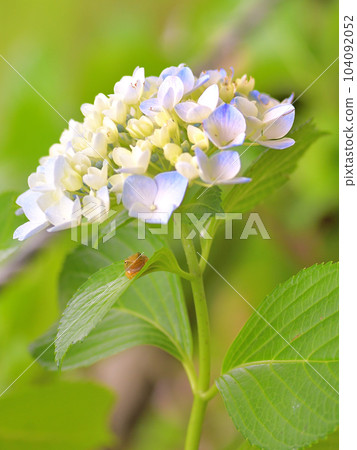 繡球花和青蛙 繡球花和青蛙 104092052