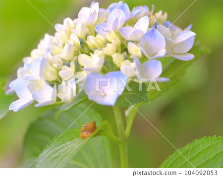 繡球花和青蛙 繡球花和青蛙 104092053