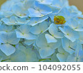 Hydrangea and frog 104092055