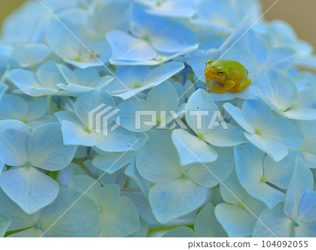 Hydrangea and frog 104092055