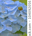 Hydrangea and frog 104092056