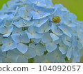 Hydrangea and frog 104092057