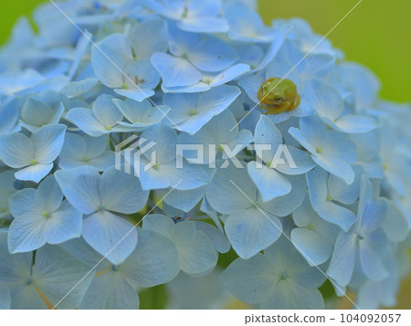 Hydrangea and frog 104092057