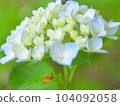 Hydrangea and frog 104092058