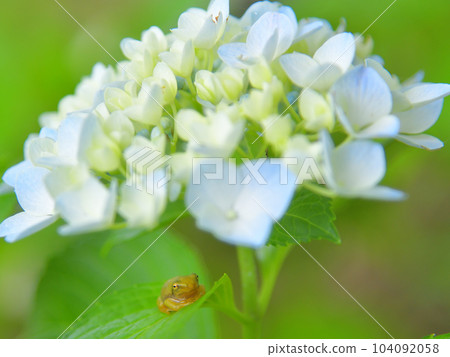 Hydrangea and frog 104092058