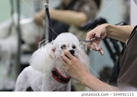 Bailey，一隻被修剪得很可愛的白色玩具貴賓犬 104092113