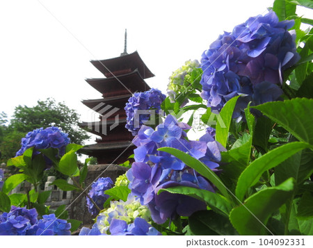 Five-storied pagoda and hydrangeas at Ikegami Honmonji Temple in Ota Ward, Tokyo 104092331
