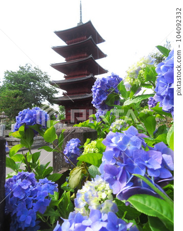 東京大田區池上本門寺的五層寶塔和繡球花 東京大田區池上本門寺的五層寶塔和繡球花 104092332