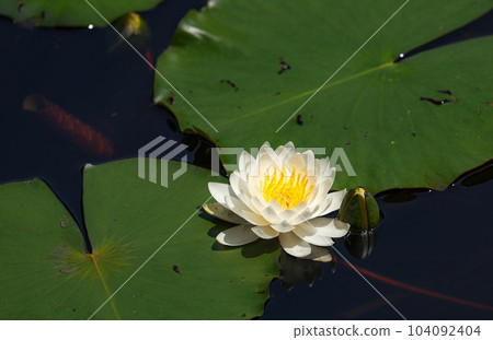Niu Daishi Water Lilies 104092404