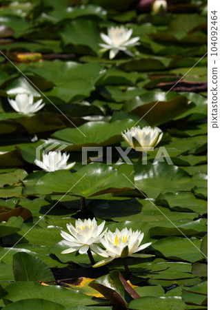 Niu Daishi Water Lilies 104092464
