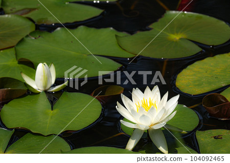 Niu Daishi Water Lilies 104092465